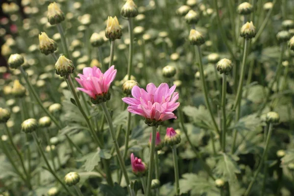 Chrysanthemenblüte in tropischen — Stockfoto