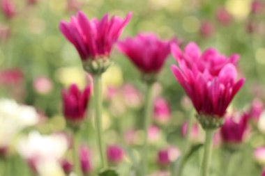 Tropikal kasımpatı çiçeği