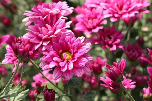 Chrysanthemenblüte in tropischen — Stockfoto