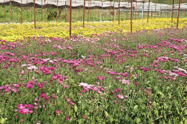 Tropikal kasımpatı çiçeği