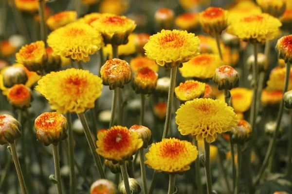 Krysantemum blomma i tropical — Stockfoto