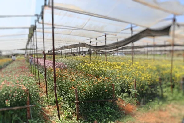 Flor de crisantemo en tropical —  Fotos de Stock