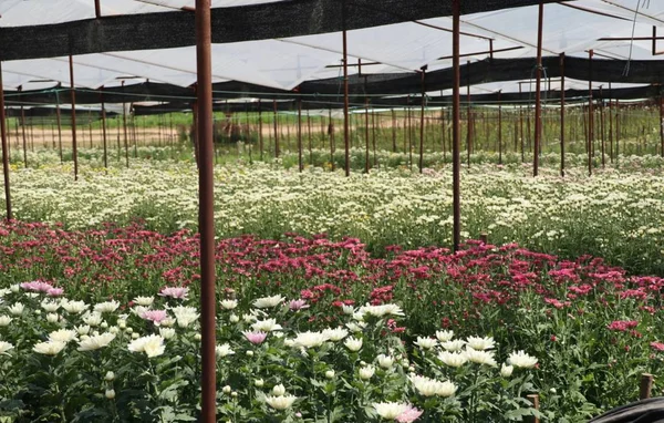 Fleur de chrysanthème en tropical — Photo