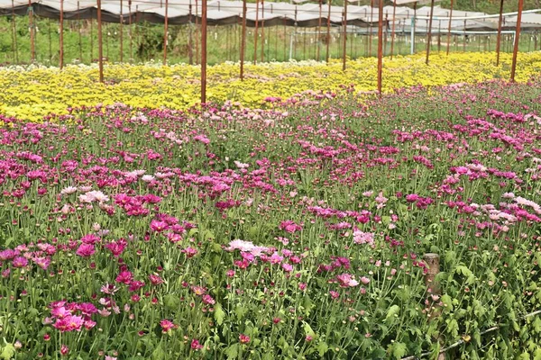 Chrysanthemenblüte in tropischen — Stockfoto