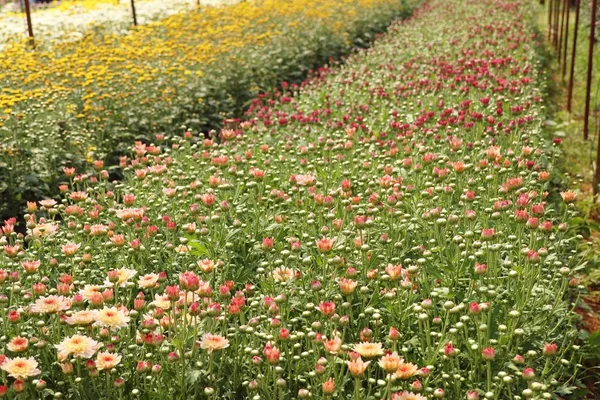 Krysantemum blomma i tropical — Stockfoto