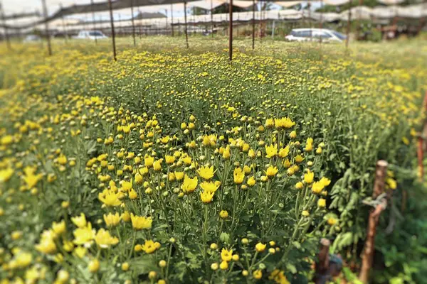 Chrysanthemenblüte in tropischen — Stockfoto