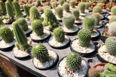 Satmak için güzel kaktüs