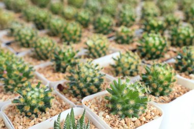 Satmak için güzel kaktüs