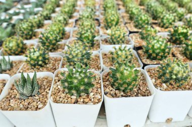 Satmak için güzel kaktüs