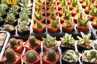 Satmak için güzel kaktüs