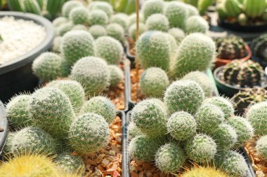 Satmak için güzel kaktüs