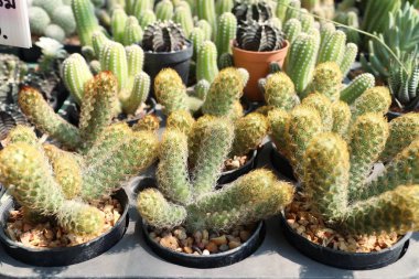 Satmak için güzel kaktüs