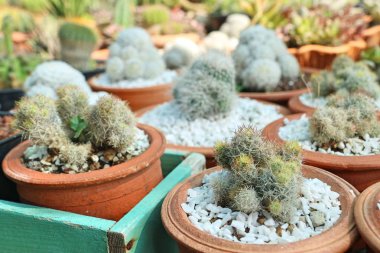 Satmak için güzel kaktüs