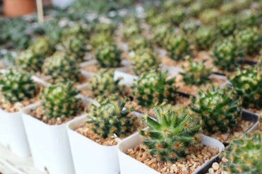 Calandiva ya da kaktüs satmak için