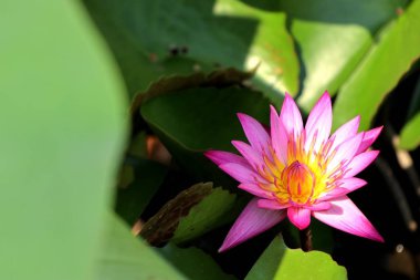 Tropikal güzel lotus çiçekleri