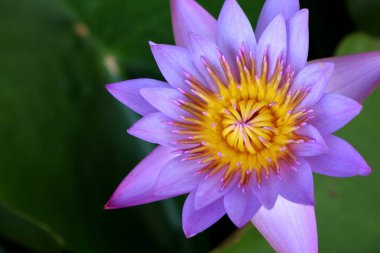 Tropikal güzel lotus çiçekleri