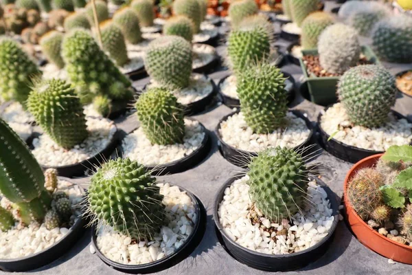 Hermoso cactus en venta — Foto de Stock