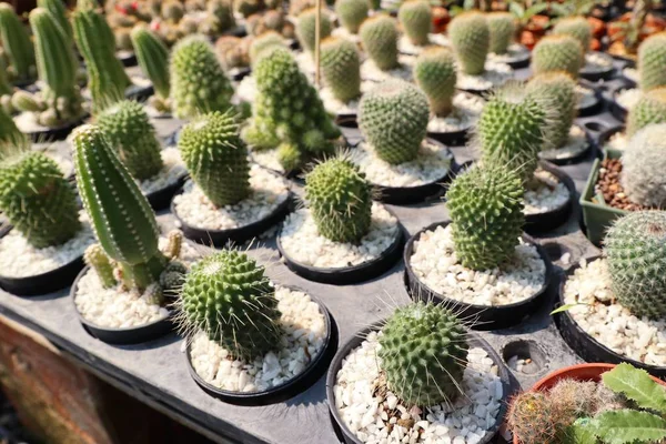 Satmak için güzel kaktüs