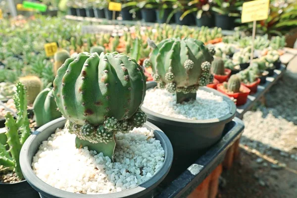 Beau cactus à vendre — Photo