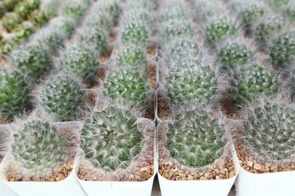 Satmak için güzel kaktüs