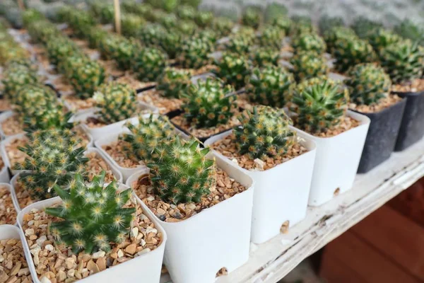 Mooie cactus voor verkopen — Stockfoto