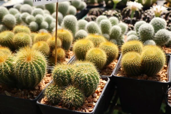 Beau cactus à vendre — Photo