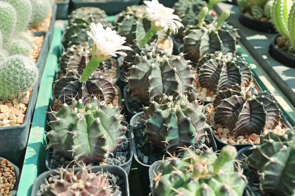 Bellissimo cactus in vendita — Foto Stock