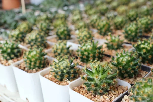 Calandiva ya da kaktüs satmak için