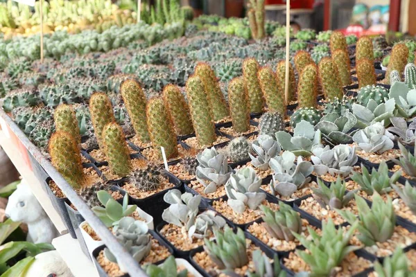 Satmak için güzel kaktüs