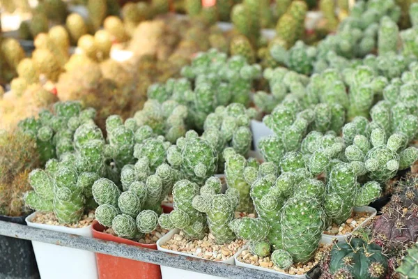 Eladó gyönyörű kaktusz — Stock Fotó