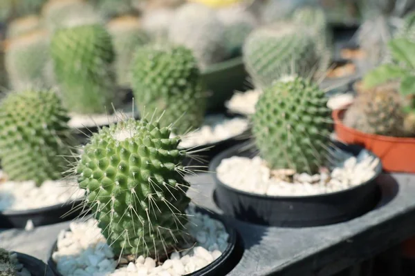 Hermoso cactus en venta — Foto de Stock