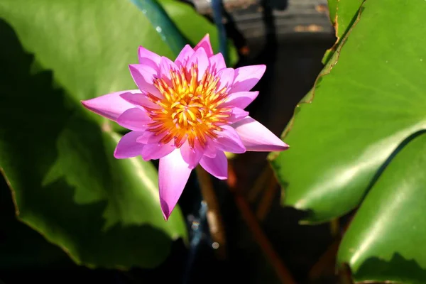 Beautiful lotus flowers in tropical — Stock Photo, Image