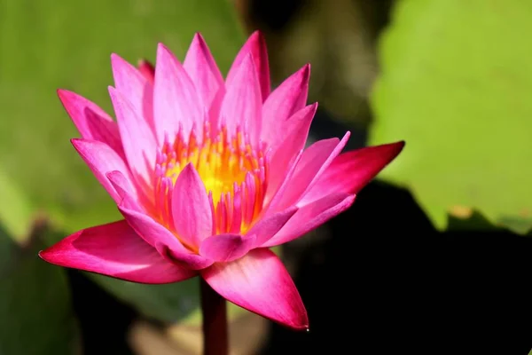 Hermosas flores de loto en tropical —  Fotos de Stock