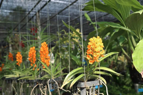 Flor de orquídea en tropical — Foto de Stock