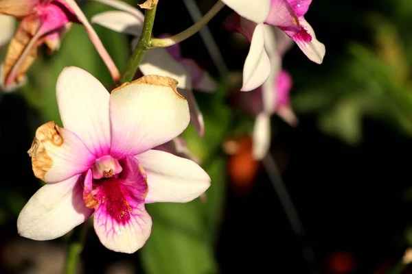 Flor de orquídea en tropical — Foto de Stock