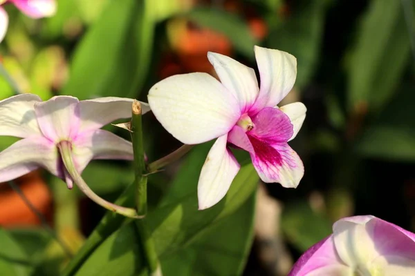 Flor de orquídea en tropical —  Fotos de Stock