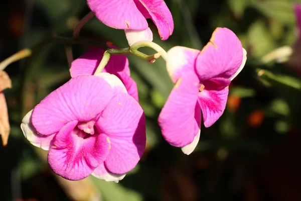 Flor de orquídea en tropical — Foto de Stock