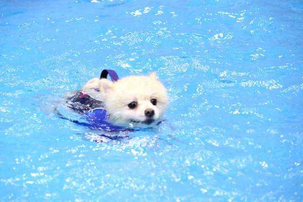 Havuzda Pomeranian köpek Yüzme