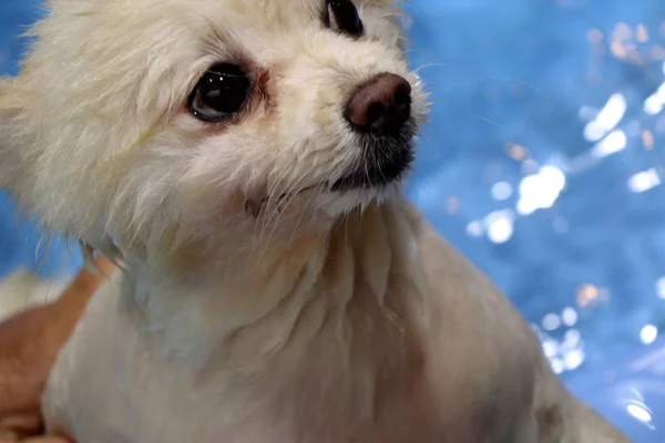 Havuzda Pomeranian köpek Yüzme — Stok fotoğraf