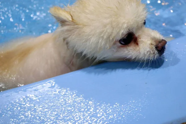 Pomeranian cão nadando na piscina — Fotografia de Stock