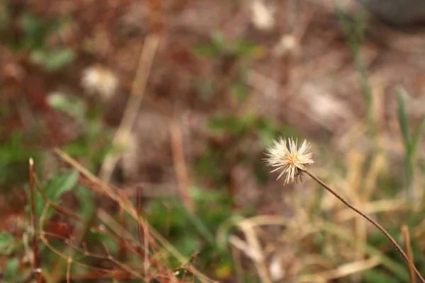 Daisy flower in tropische — Stockfoto