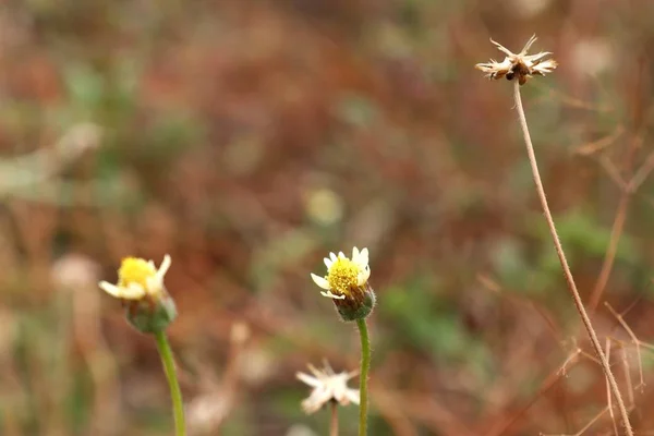 热带菊花花 — 图库照片