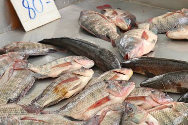 Pazarda taze balık
