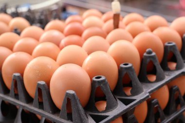 Tavuk yumurta içinde belgili tanımlık çarşı