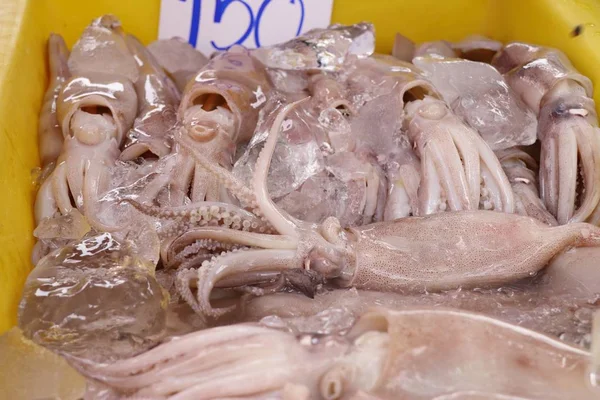 Fresh squid in market — Stock Photo, Image