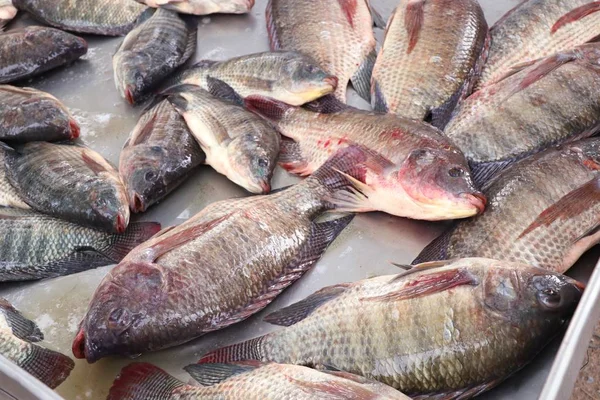 Du poisson frais sur le marché — Photo