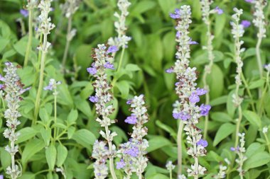 Tropikal mor salvia çiçek