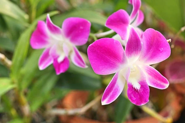 Rosa Orchideenblume in tropischen — Stockfoto