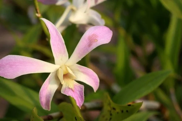 Flor de orquídea rosa en tropical — Foto de Stock