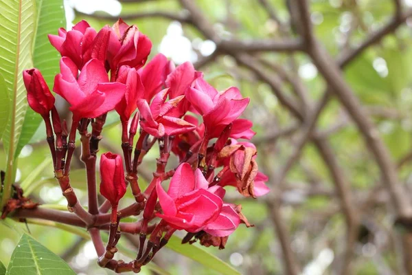 Fleurs rose frangipani en tropical — Photo